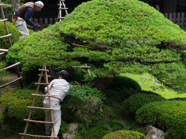 cắt tỉa cây·cảnh